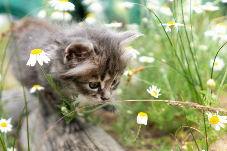 a small kitten is walking near daisies