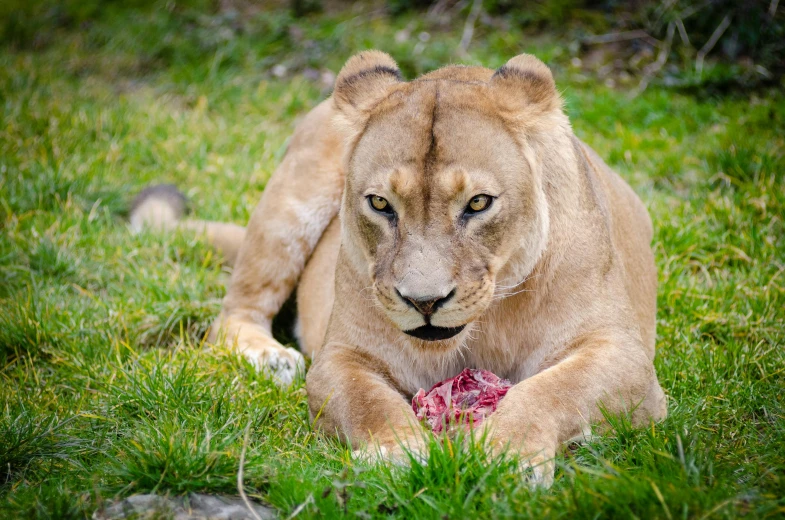 a very big cute cat with a toy in its paws