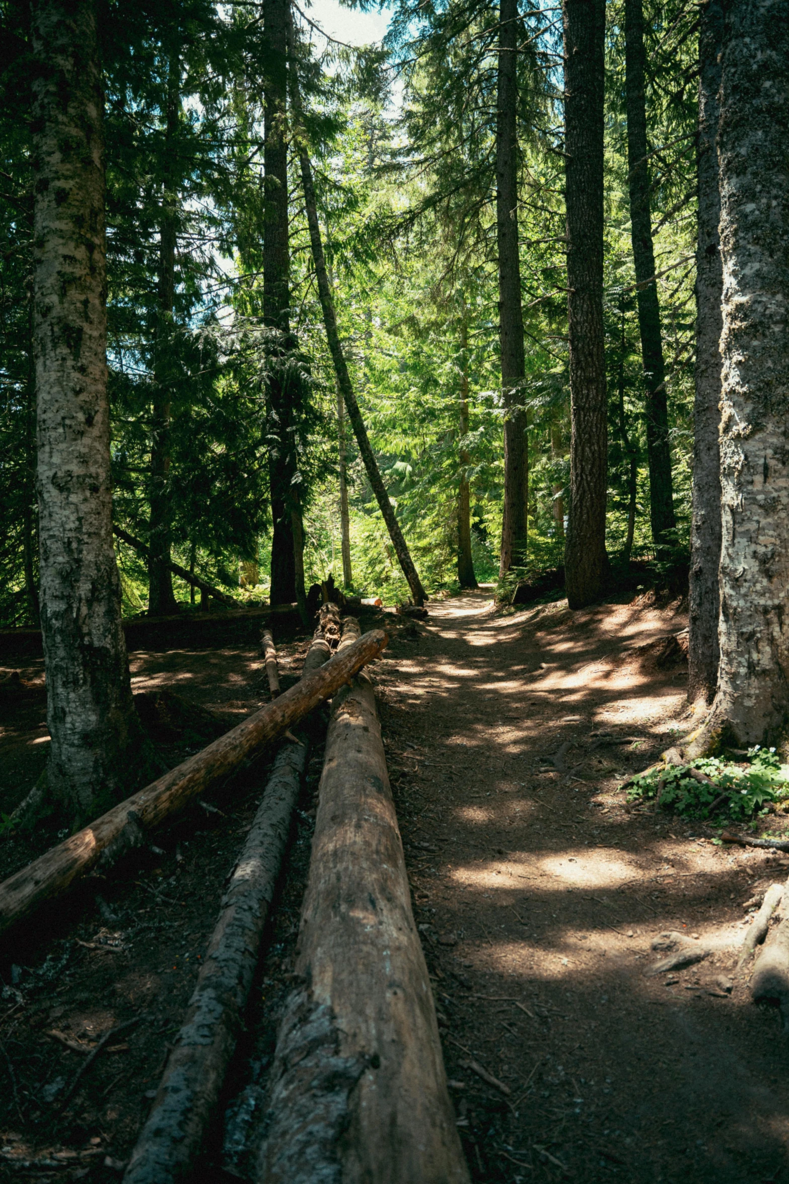 there is a large log laying on the ground