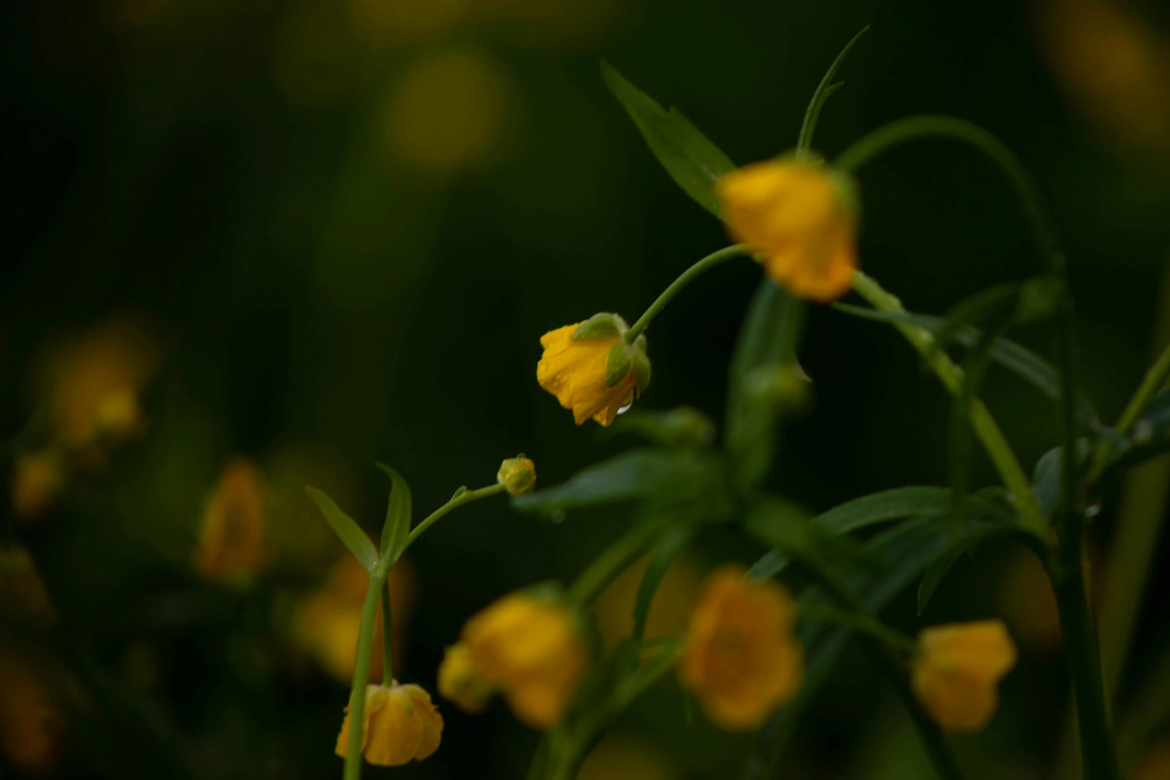 the flowers in the green field are yellow