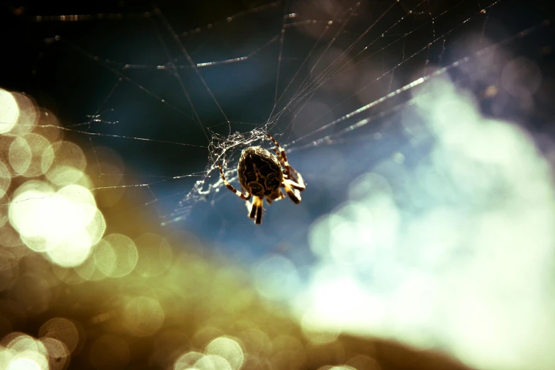 a spider's web on a blurry background is captured