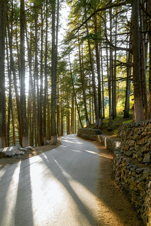 sunlight shining through the trees in front of the road