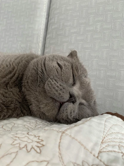 a gray cat laying on top of a bed next to white walls