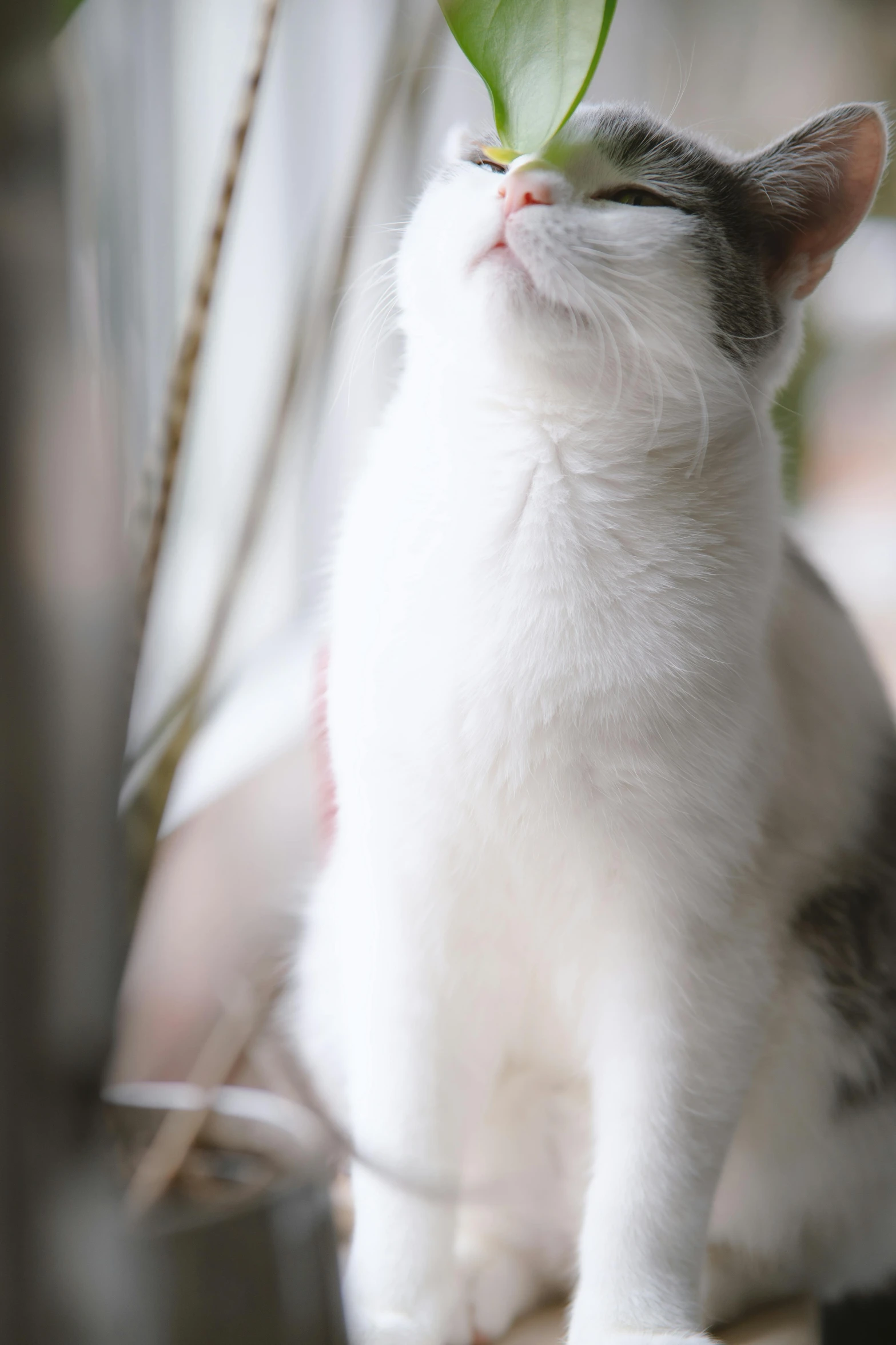 a white and gray cat is standing next to a green leaf