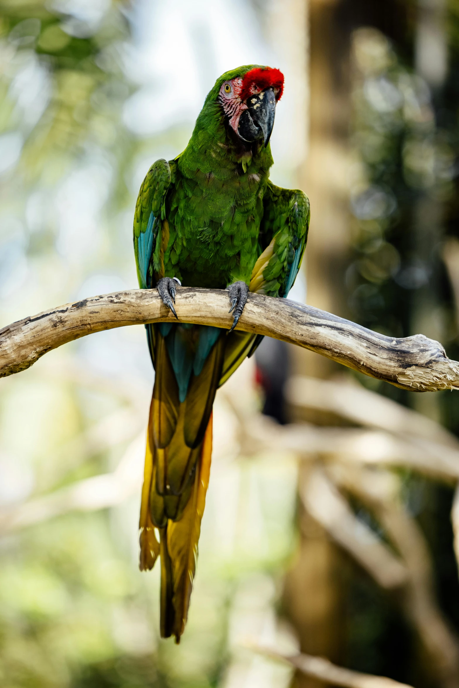 a colorful bird sitting on top of a tree nch