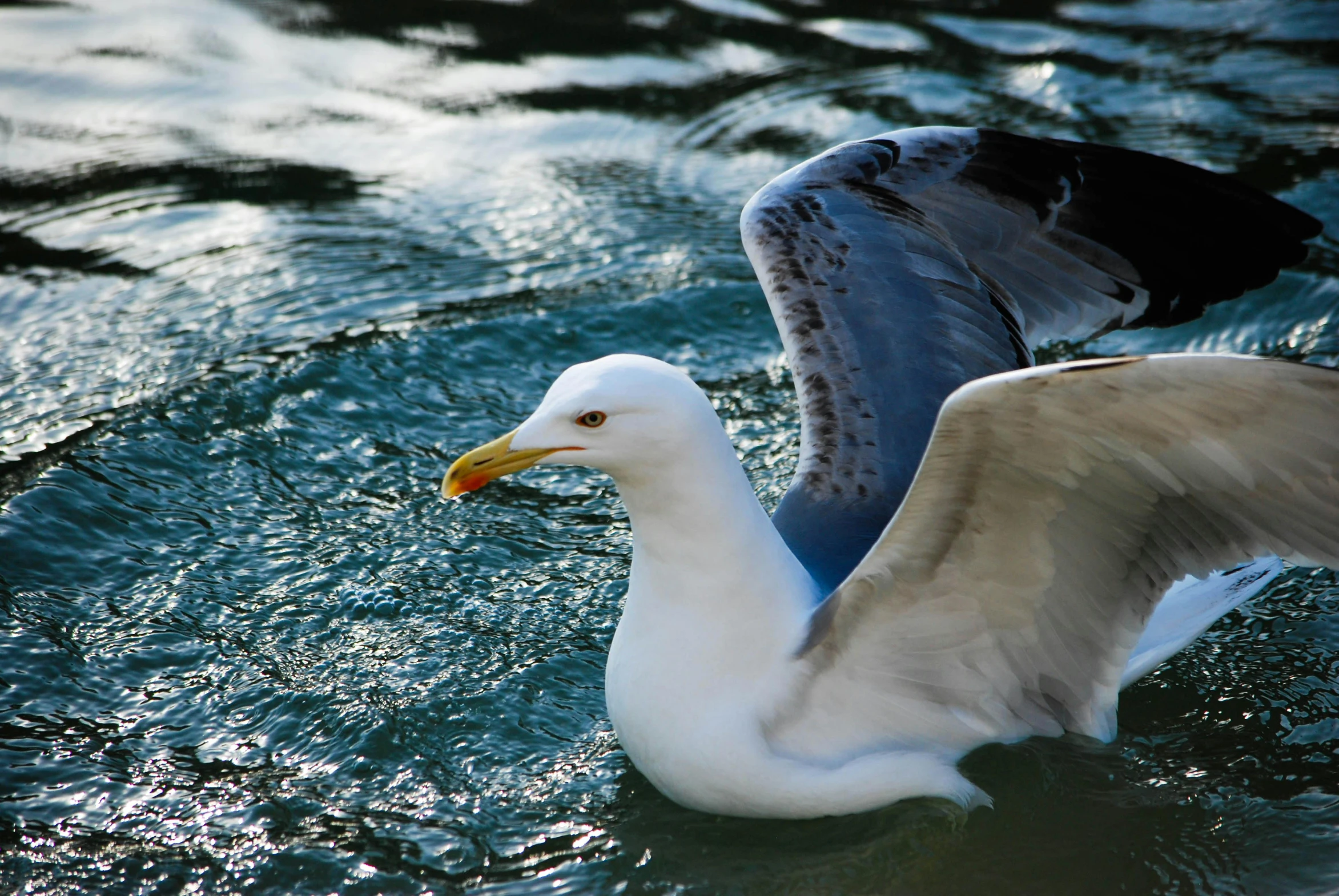 two ducks are swimming in some shallow water