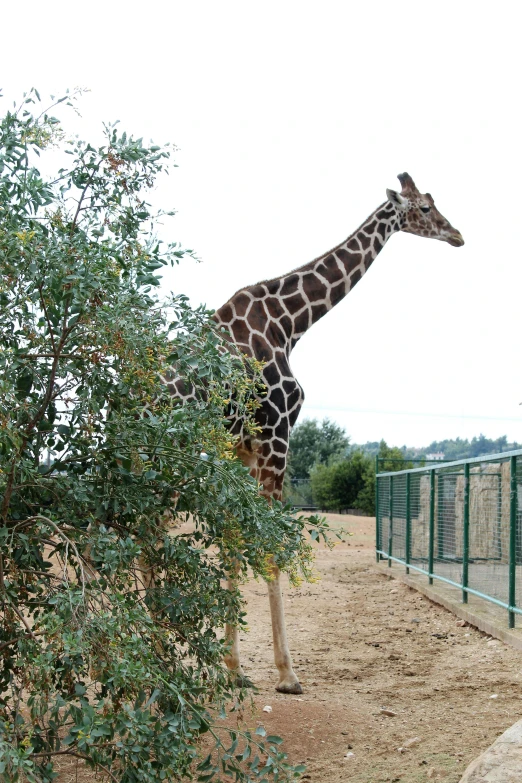 there is a giraffe standing next to a tall tree