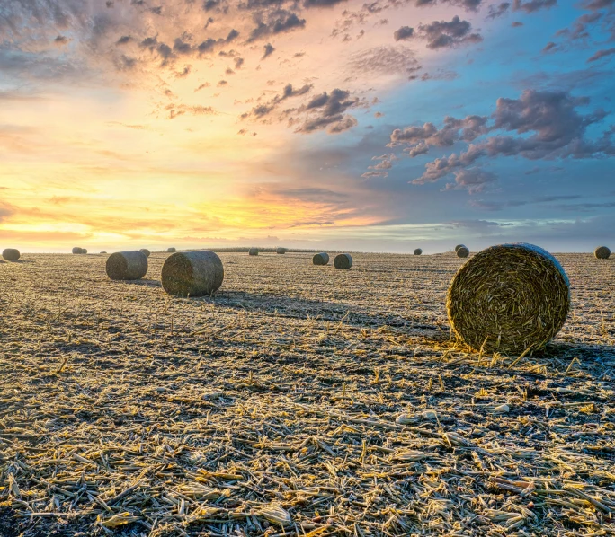 round bales at sunset in a field