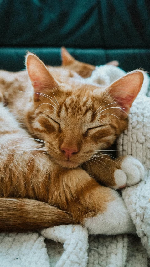 the orange cat sleeping on top of the fluffy white blanket