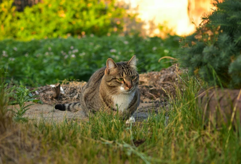 a cat sitting in grass near plants and bushes