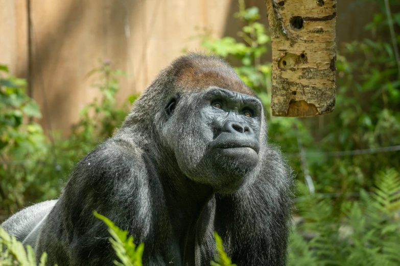 the gorilla is staring at a camera man