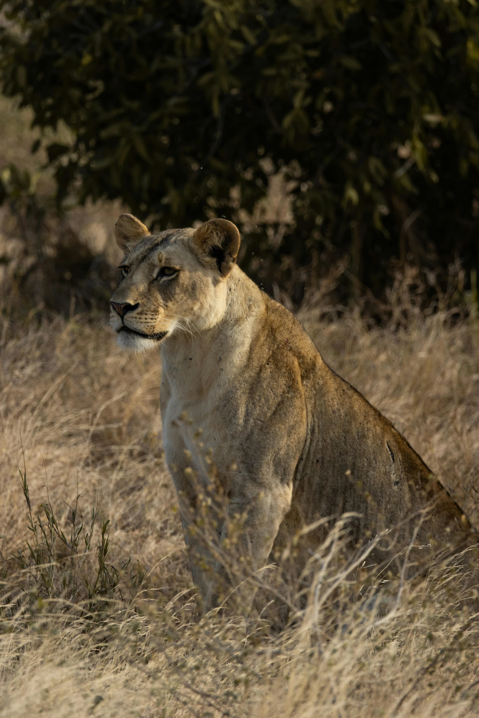 a large adult lion is standing in the tall grass