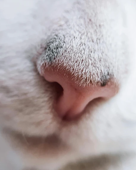 close up of nose with white fur and dark eyes
