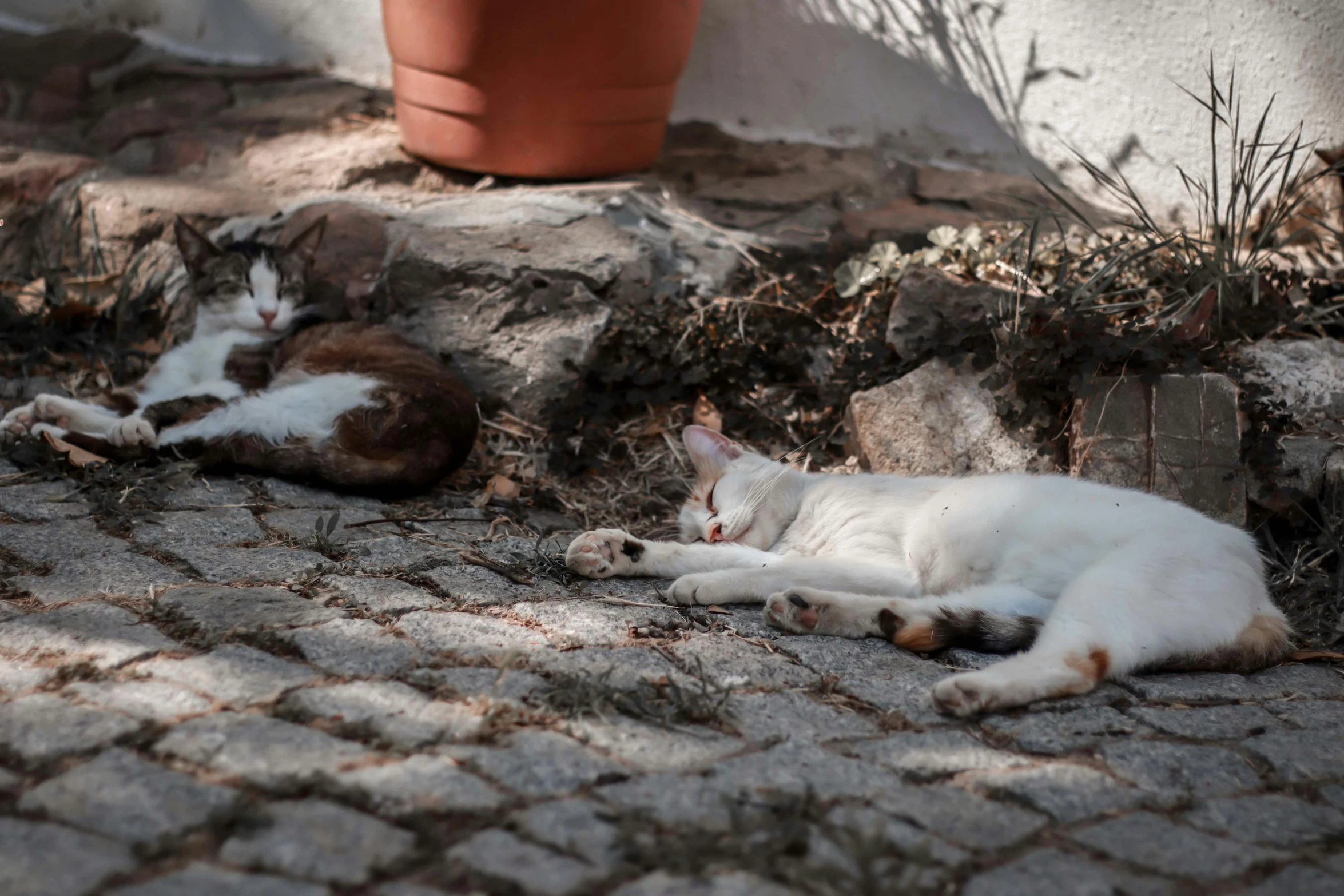 two cats are lying near a brick path