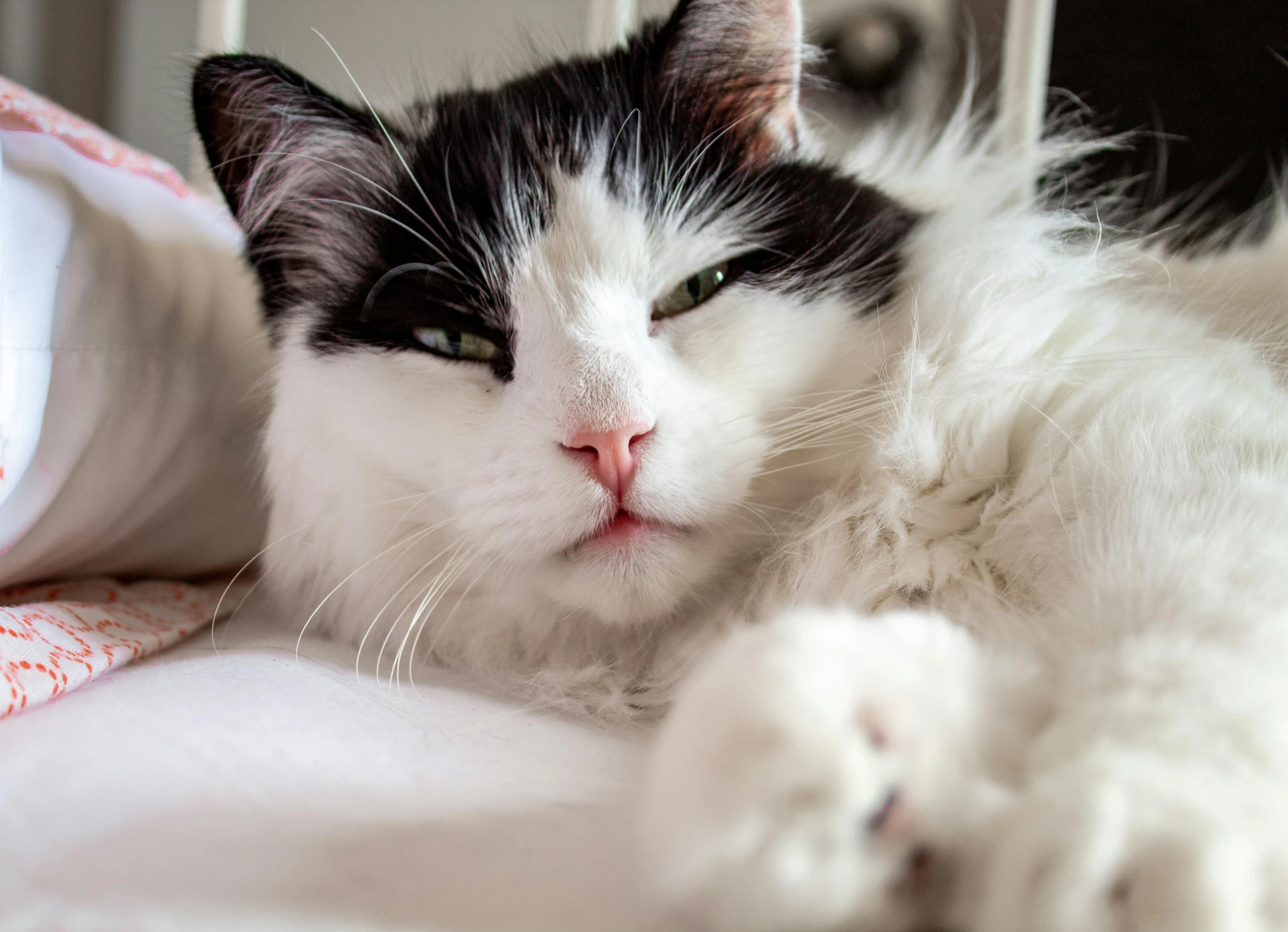 there is a cat that is laying on the bed