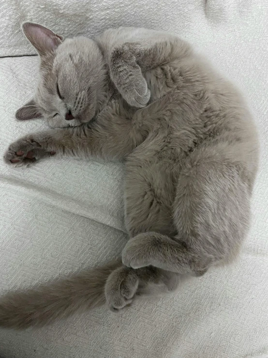 there is a small gray cat lying down