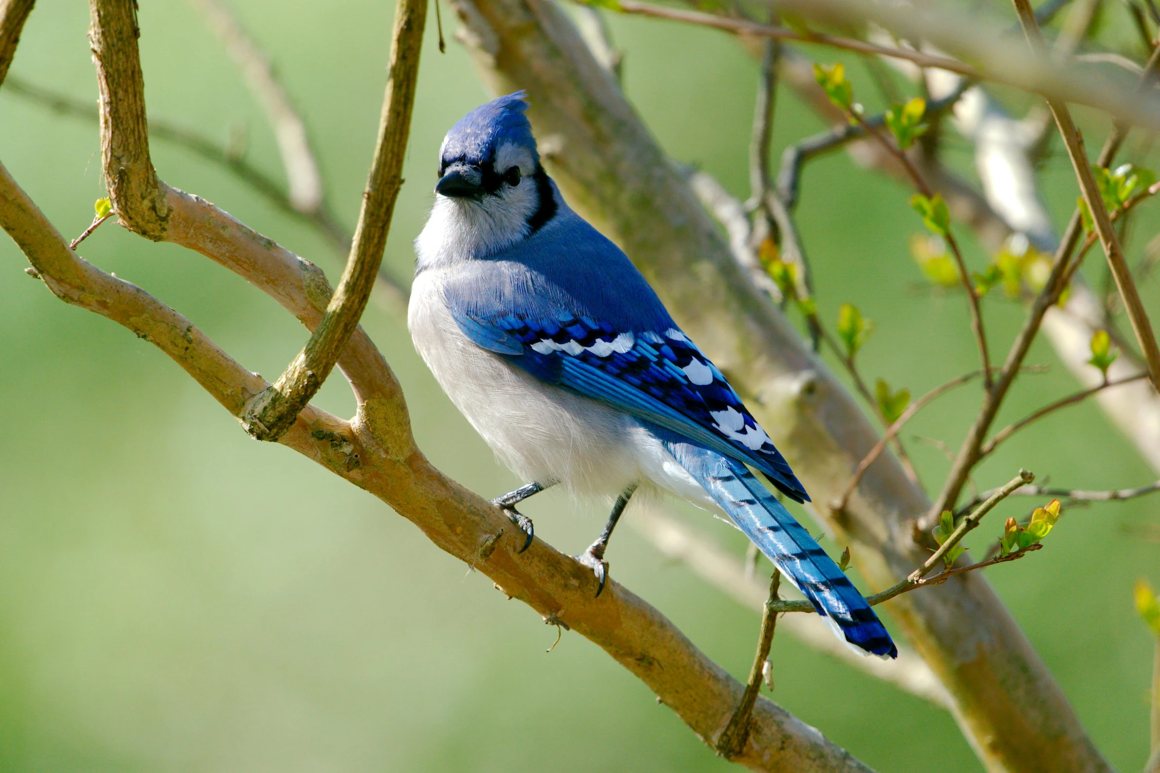 a small blue bird sitting on top of a nch