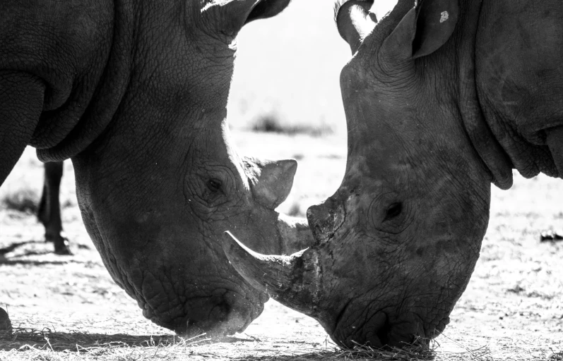 a black and white image of two rhinos