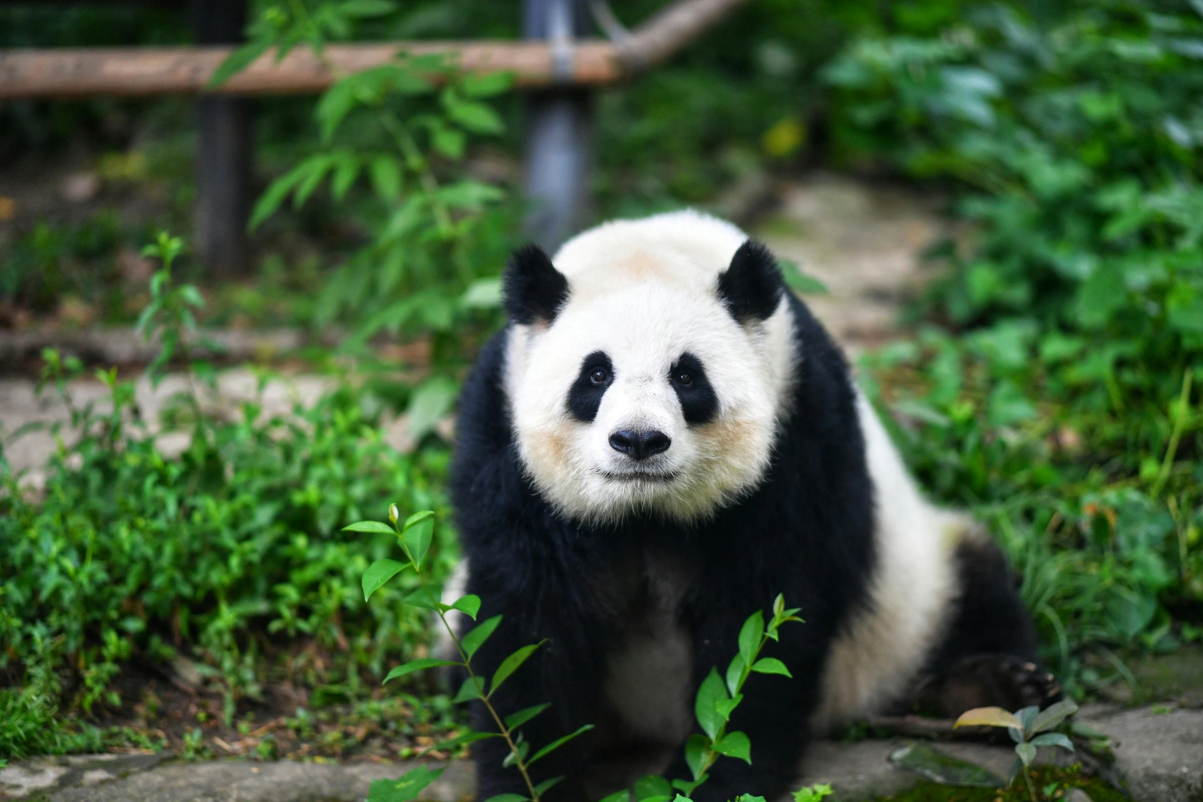 a panda bear sitting in the green plants