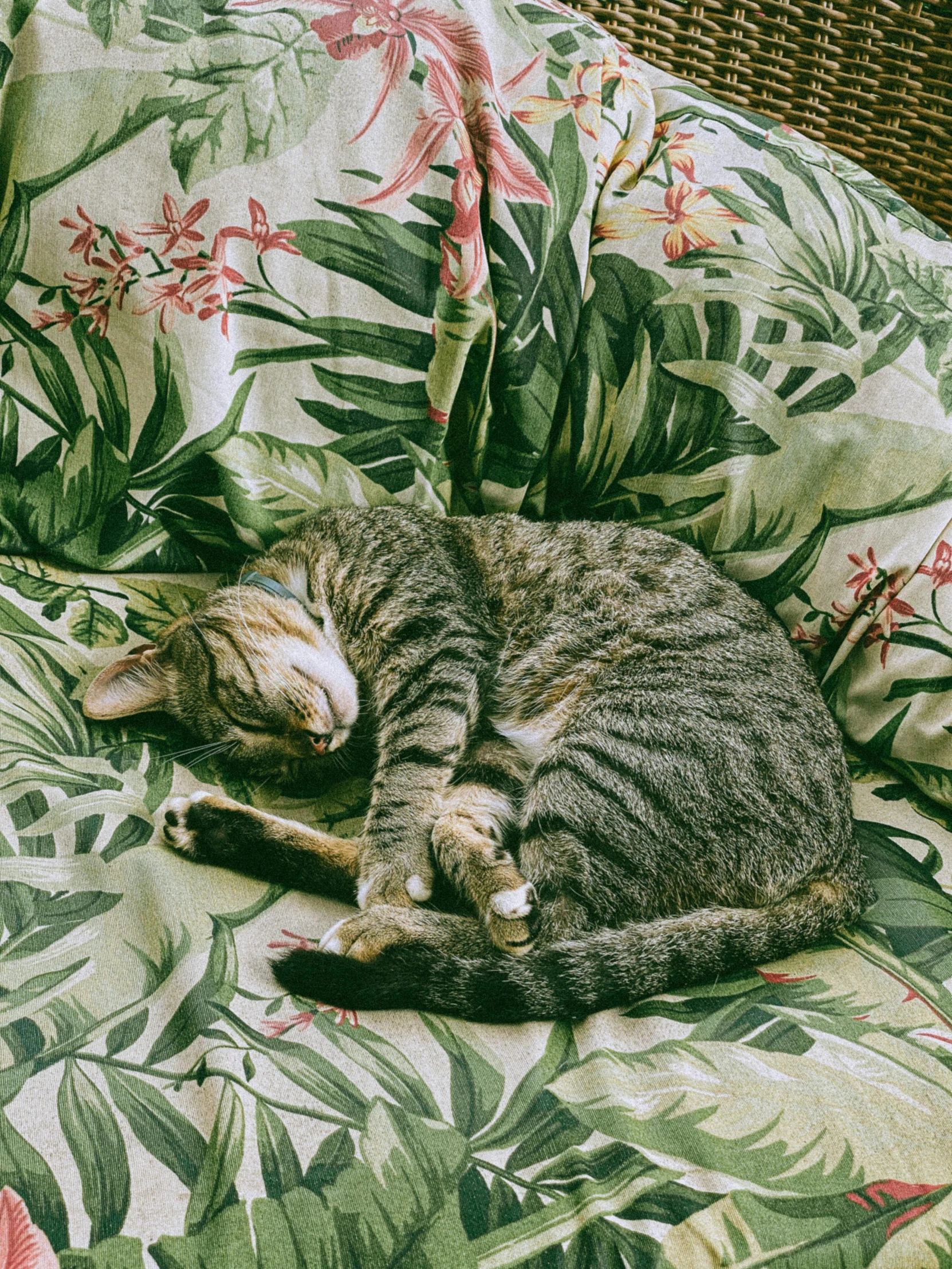 a cat asleep on a flower covered couch