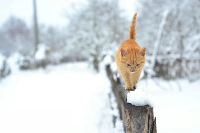 an orange cat is standing on a fence in the snow