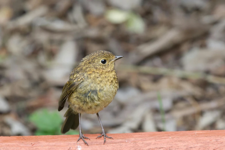 a brown bird sitting on top of a red wooden bench