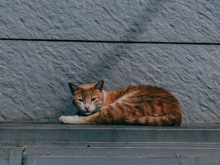 an orange cat is lying down by a concrete wall