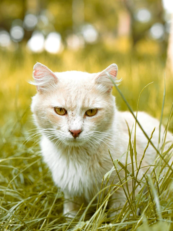 a white cat sitting in the grass in the sun