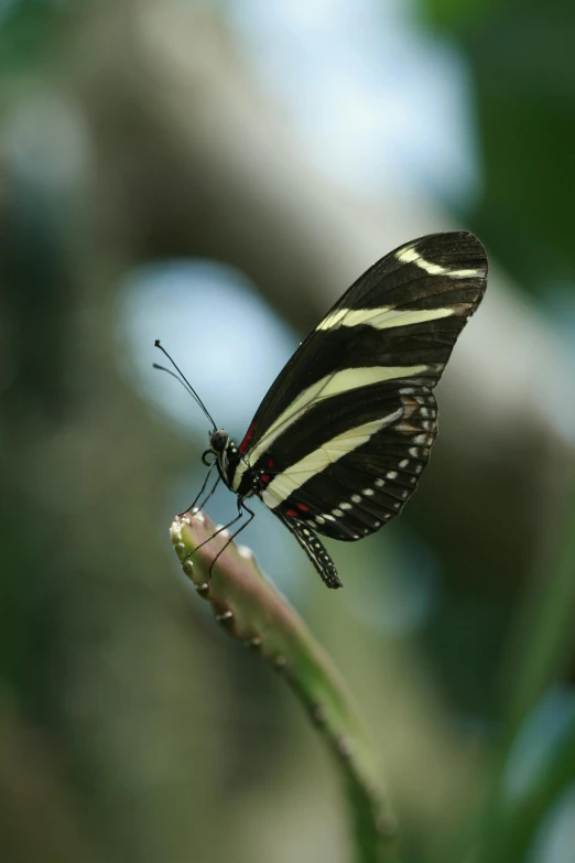 a erfly with black and yellow stripes is sitting on a thin stem