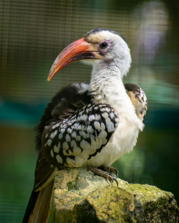 a large white and black bird on top of a rock