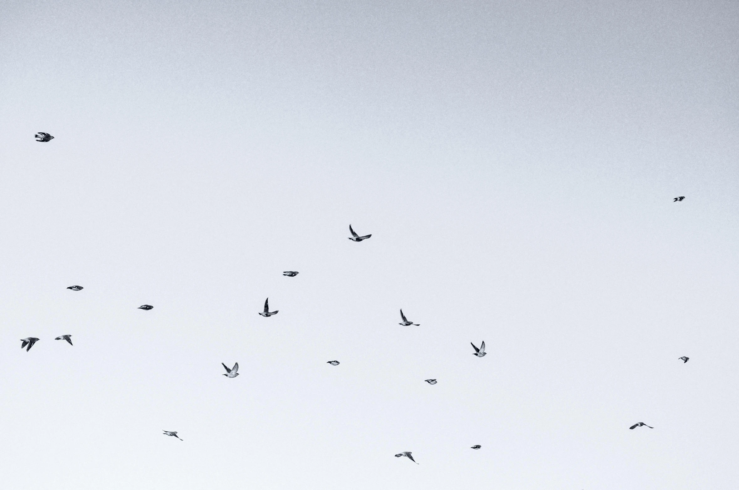 flock of birds flying in the sky with no clouds