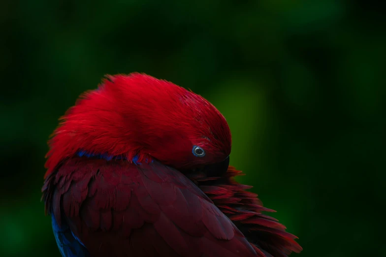 a colorful red bird standing on top of a tree nch