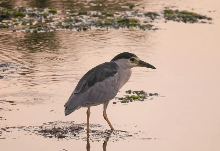 a little bird standing in the water near some algae