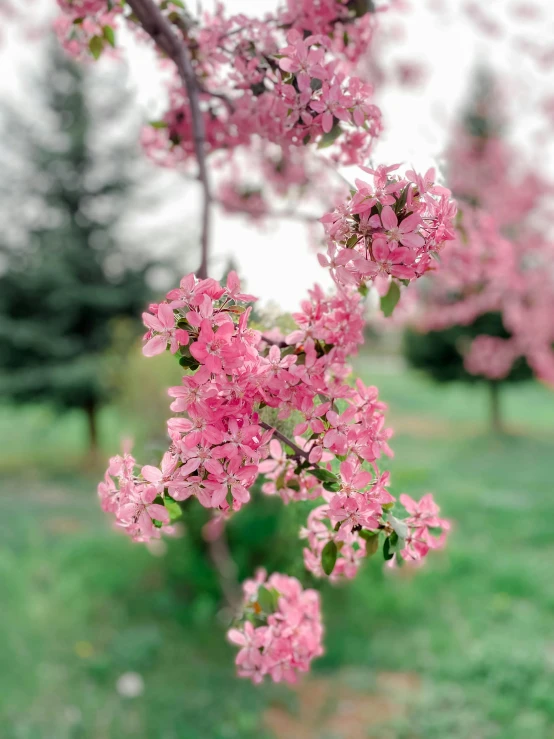 several pink flowers on tree nch with green grass and trees behind it