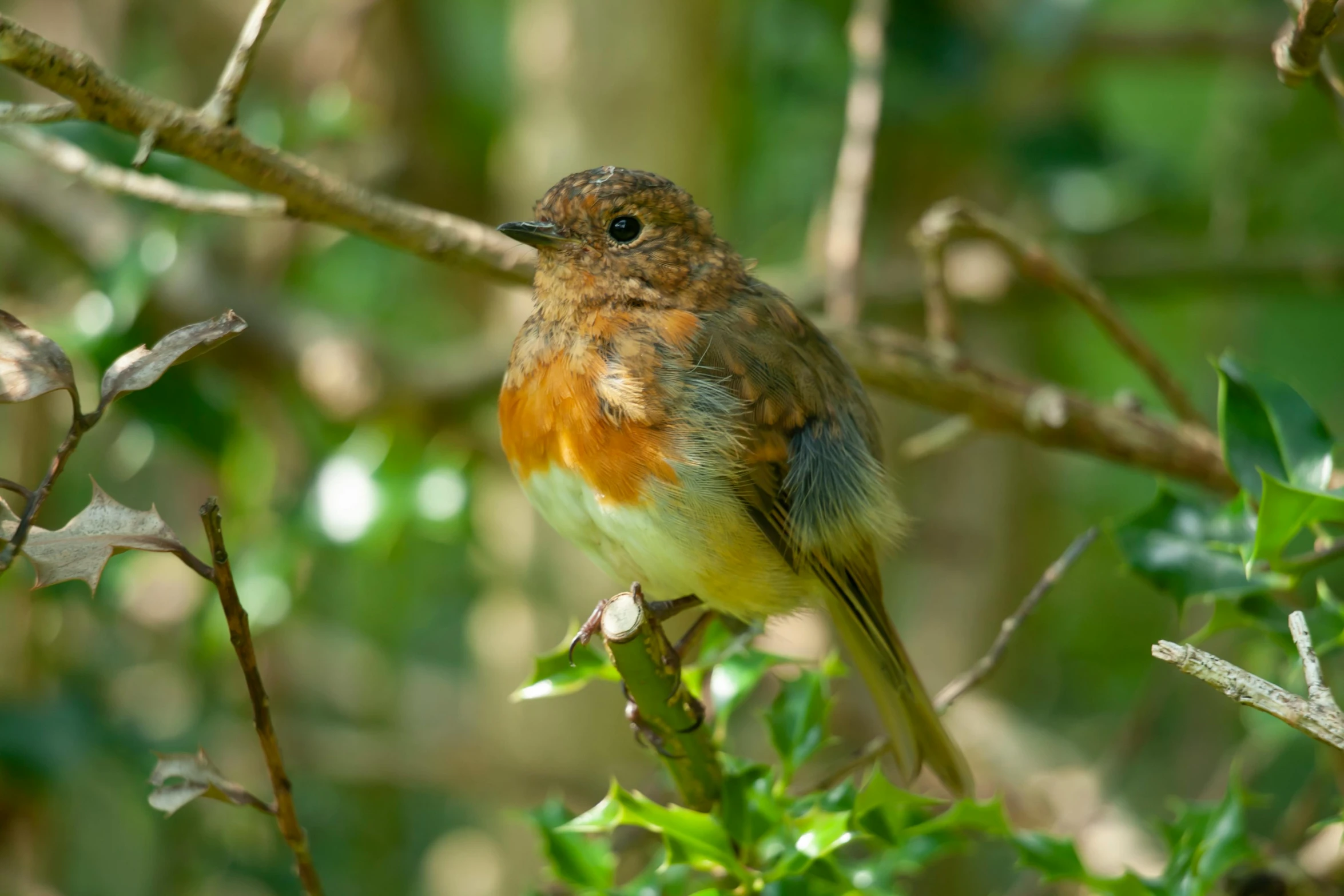 a small bird sits on a nch among leaves