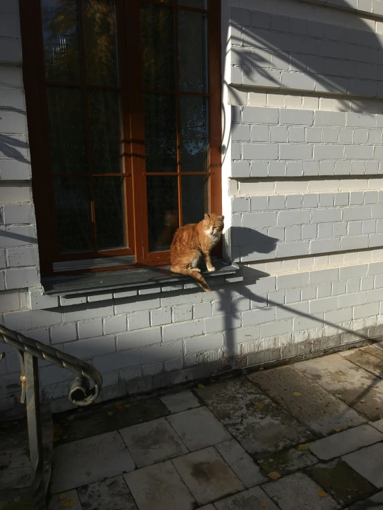 a cat is looking out the windows of a white house