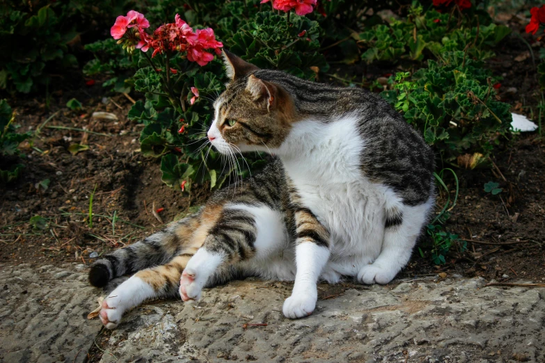 the cat is sitting outside near some flowers
