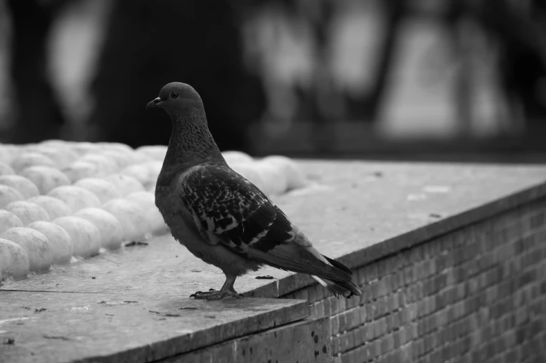 black and white pograph of a pigeon on the ledge of a building