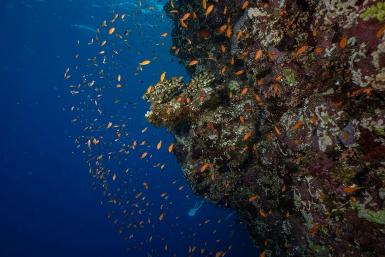 a large group of orange and red fish swims by a coral reef