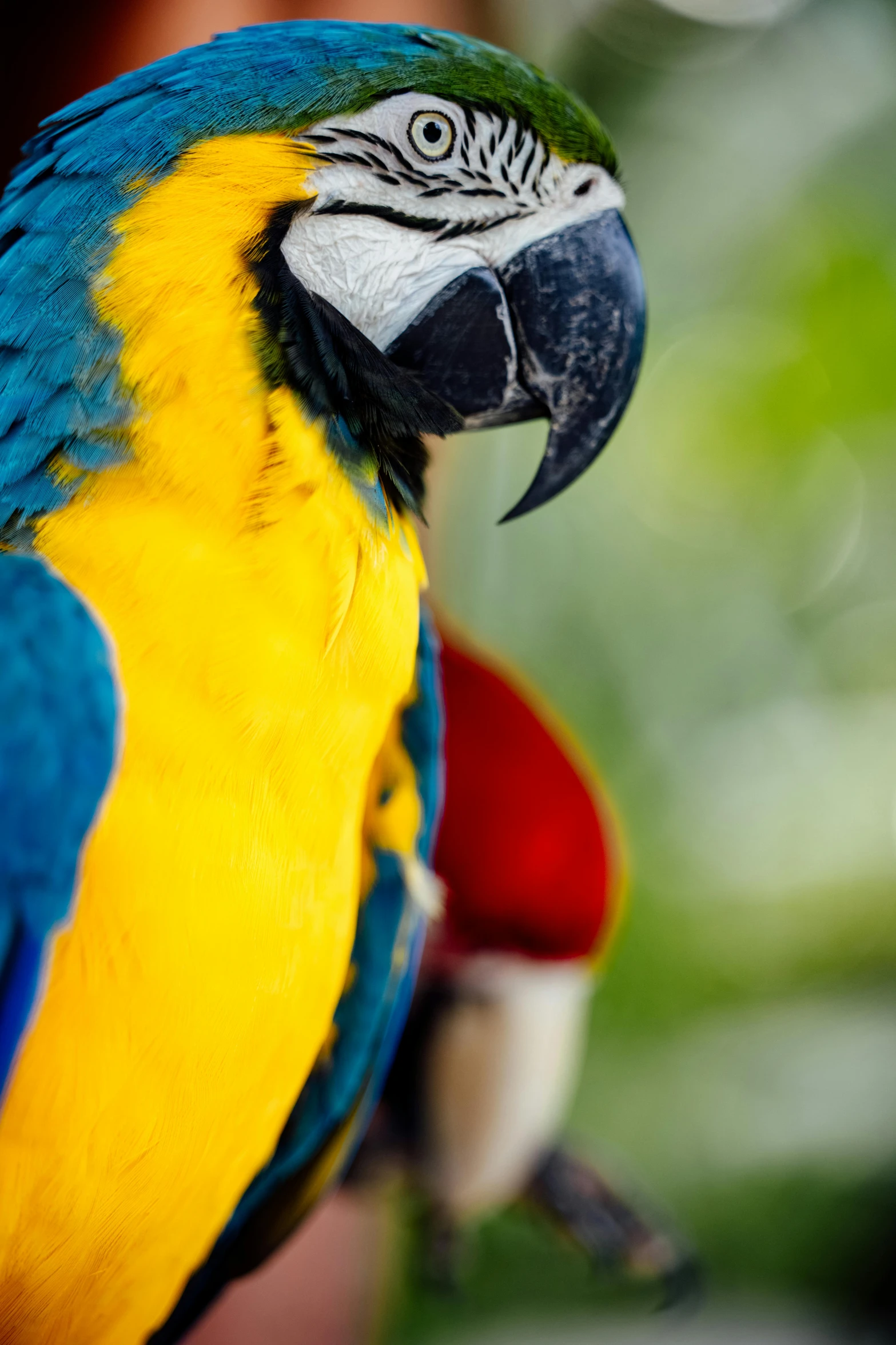 a parrot standing outside with a blurry background