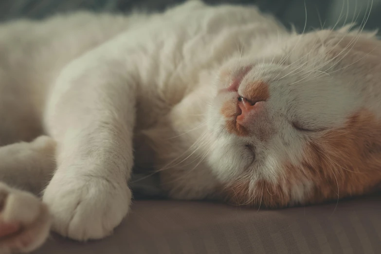 an orange and white cat sleeping on its side