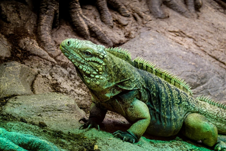 an iguana sits on some rocks in the dirt