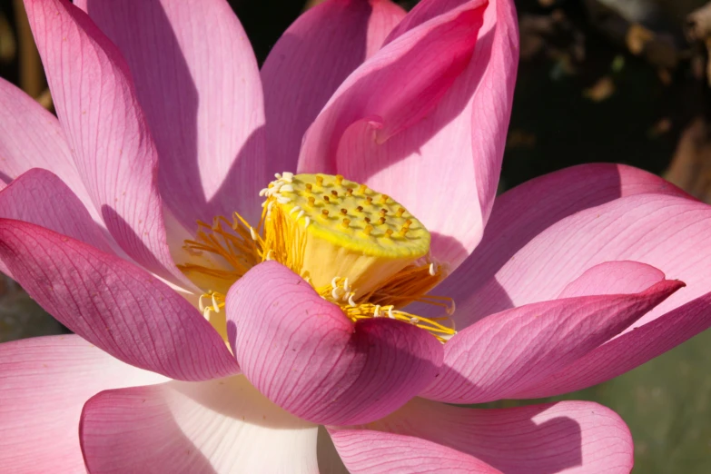 pink lotus flower and its bud with yellow center