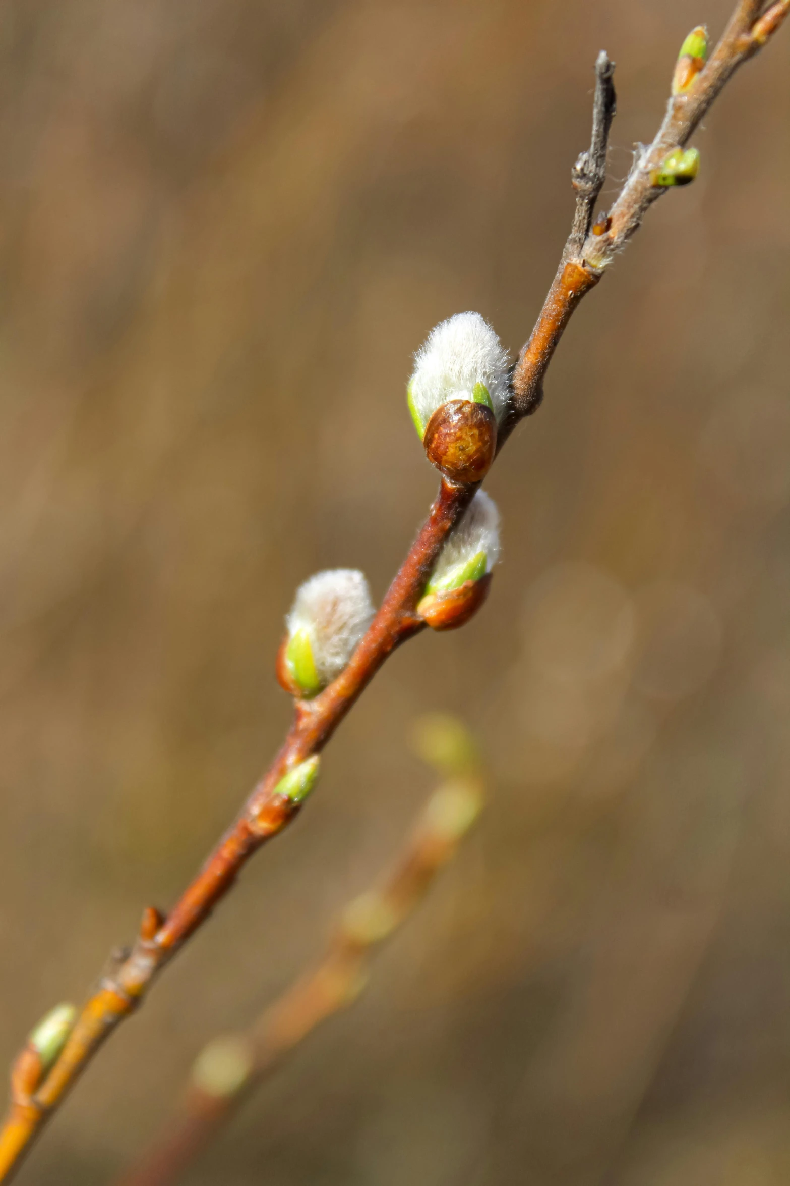 three buds and leaves on a nch in winter
