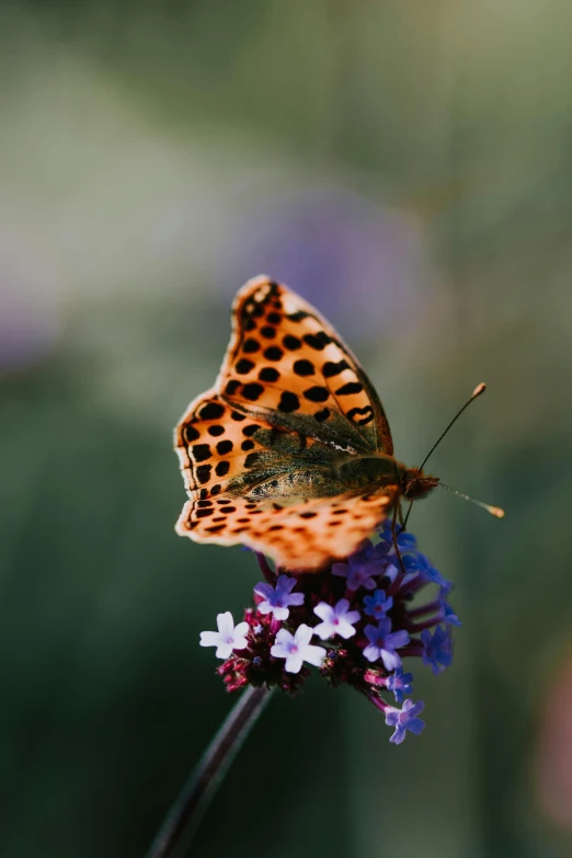 a erfly that is sitting on some flowers