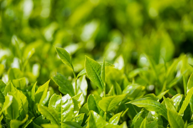 a close up of green leaves on a bush