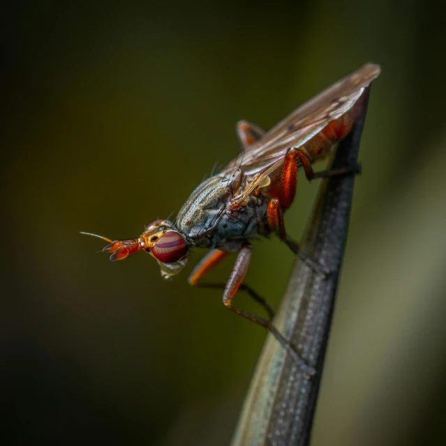 two bugs standing on top of a leaf