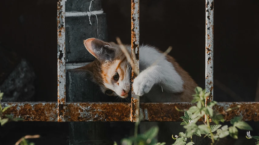 an orange and white cat behind a barred window