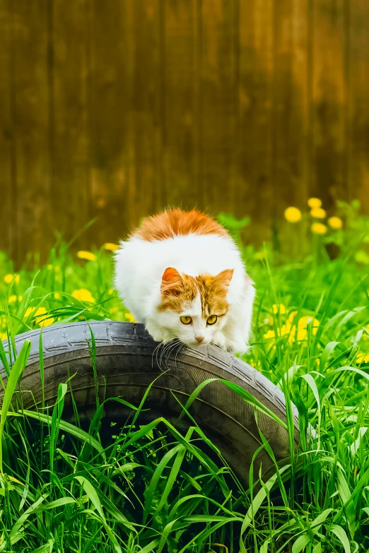 a orange and white kitten playing on a wheel in tall grass