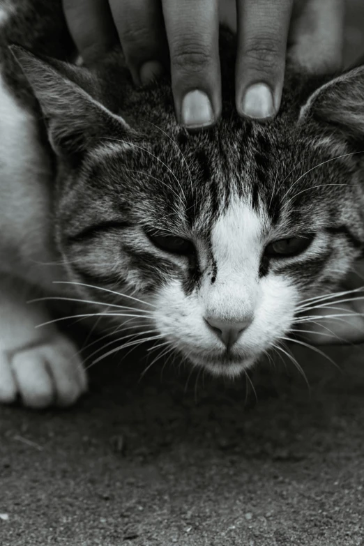 a cat sitting and being petted by its owner